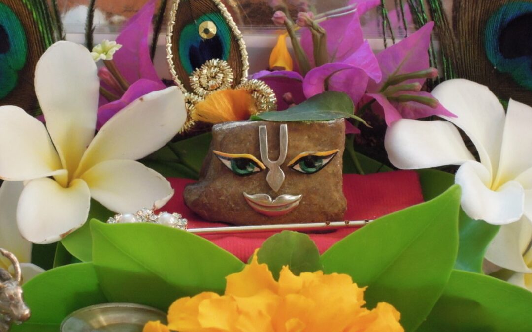 Churning the nectar in Vrndavana, 2012