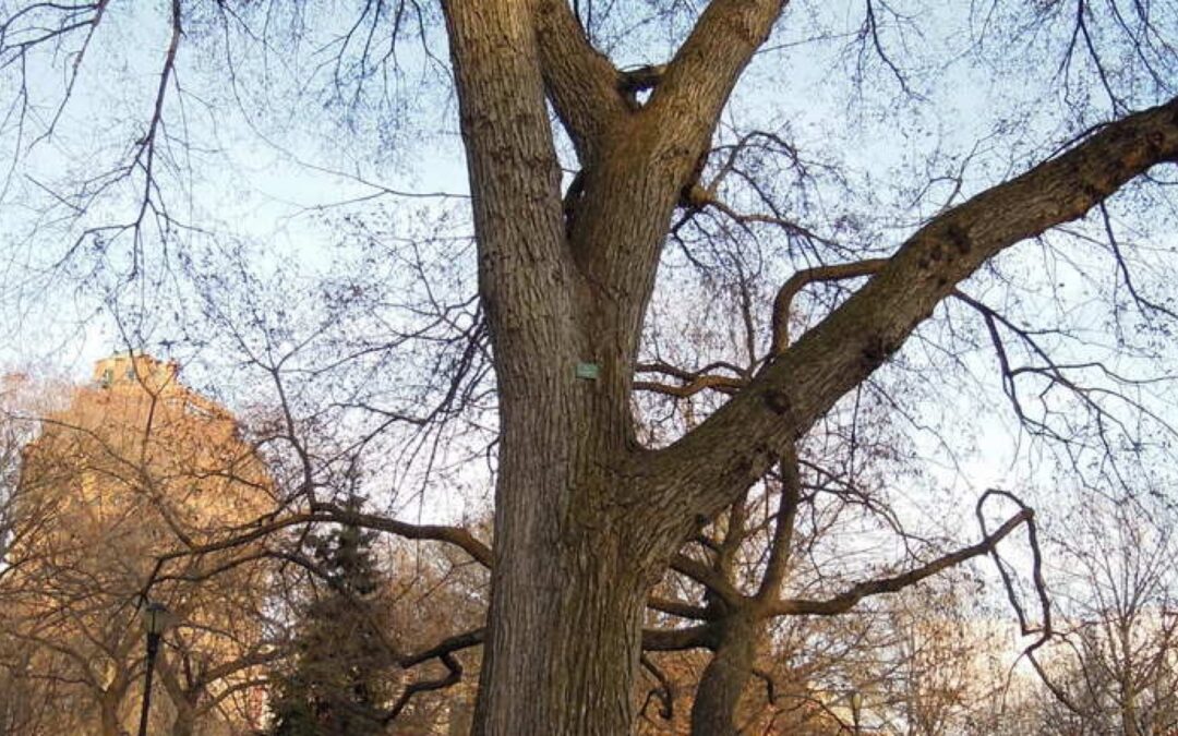 Tree huggers