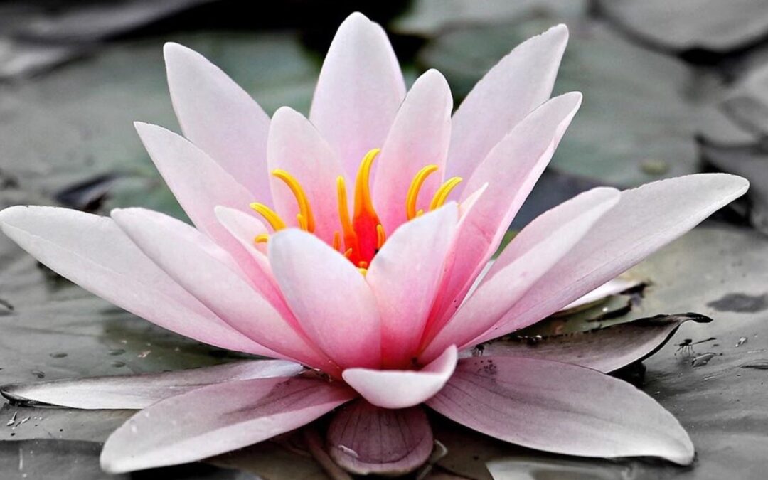 Q&A with KKS: First acceptance of Krsna